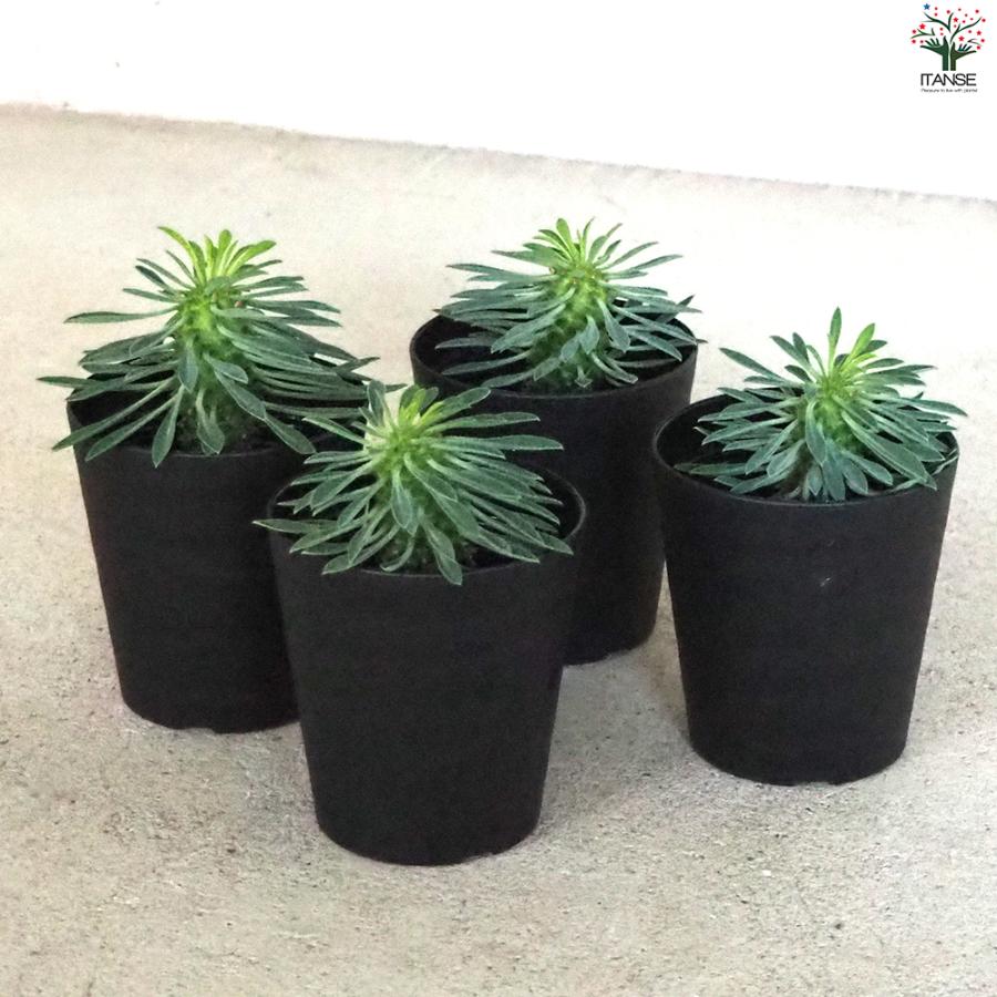 ITANSE ユーフォルビア 怪魔玉 多肉植物 3号鉢/1個売りインテリア