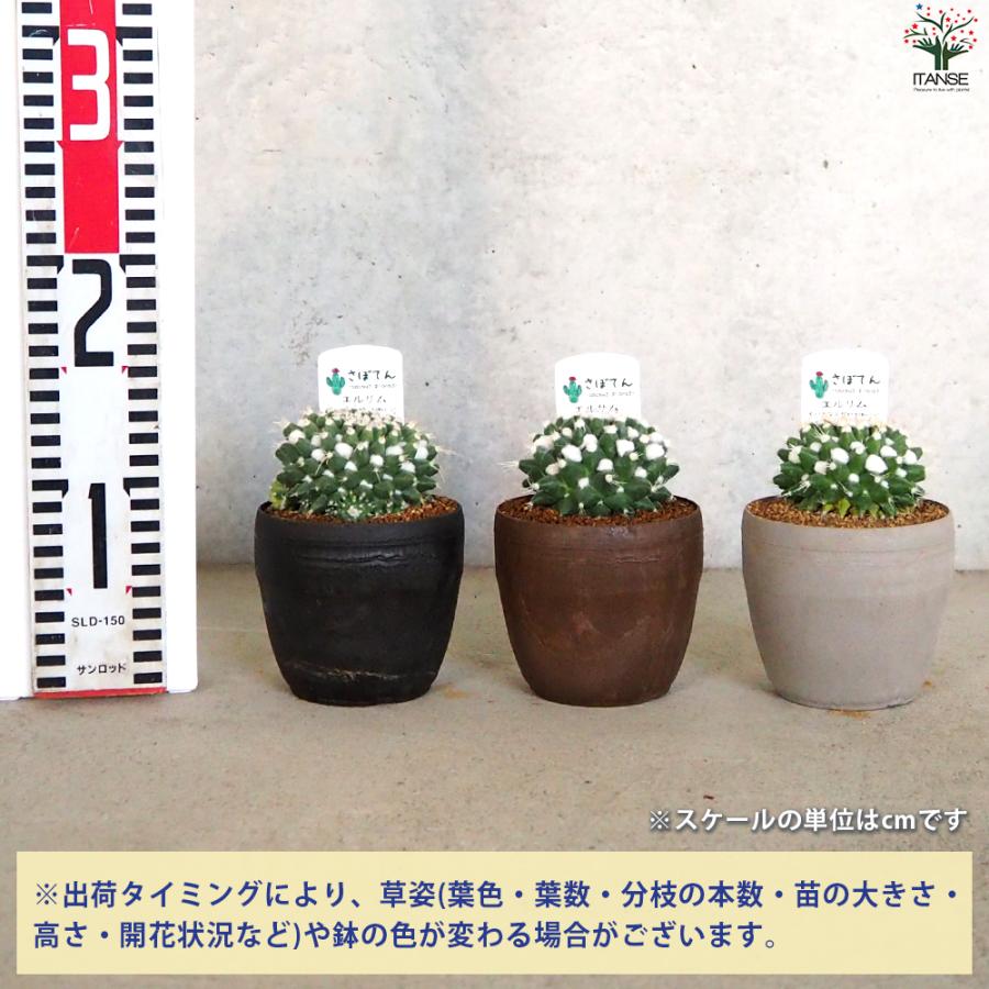 ITANSE サボテン エルサム 多肉植物 3.5号鉢/1個売り インテリアグリーン イタンセ公式｜itanse｜02