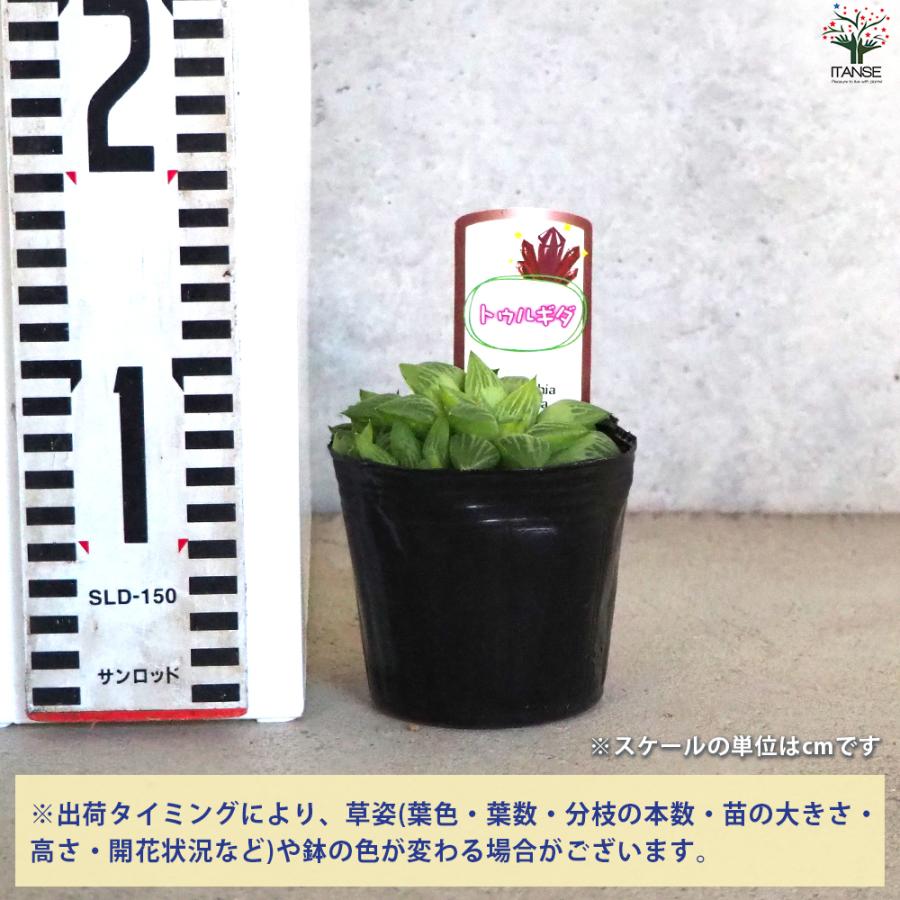 多肉植物 ハオルチア 台湾李氏実生 奇妍系 多肉植物 ハオルチア 玉扇台湾李氏実生 - メルカリ