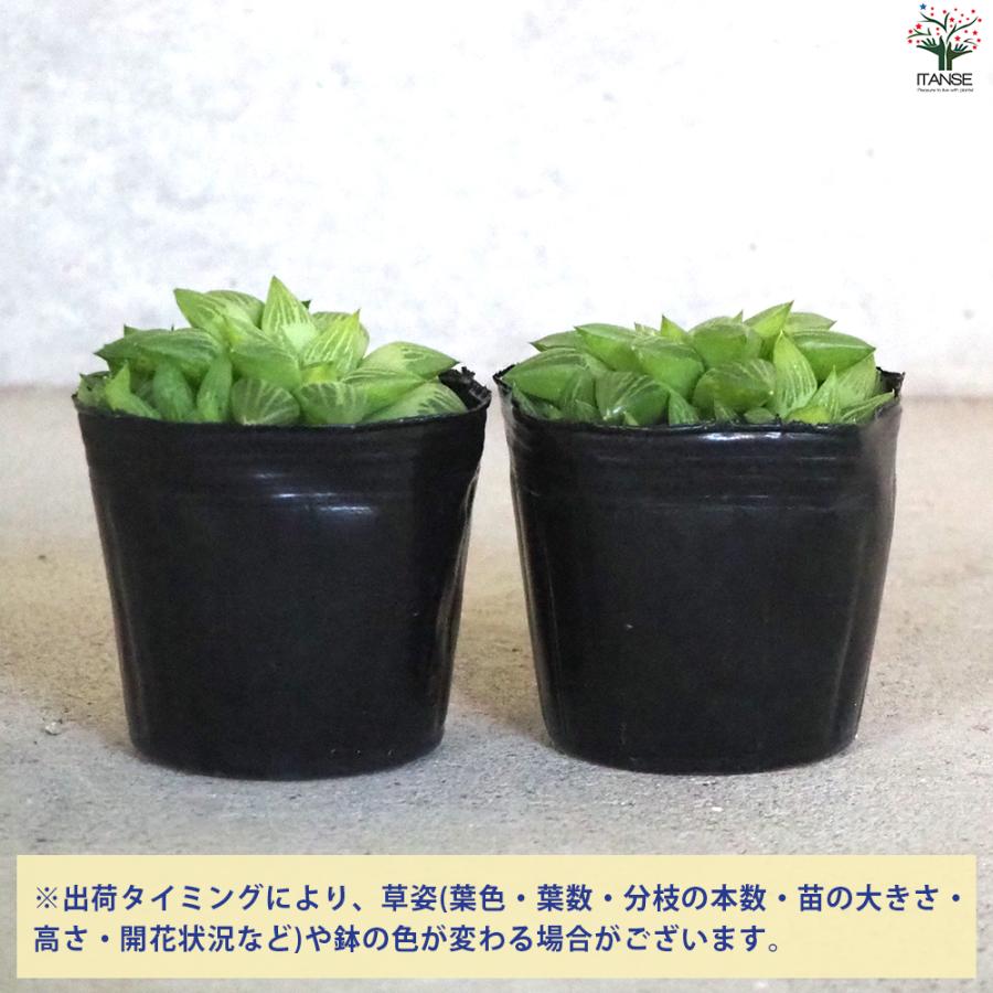 ITANSE ハオルチア トゥルギタ 多肉植物 3号ポット/1個売りインテリア