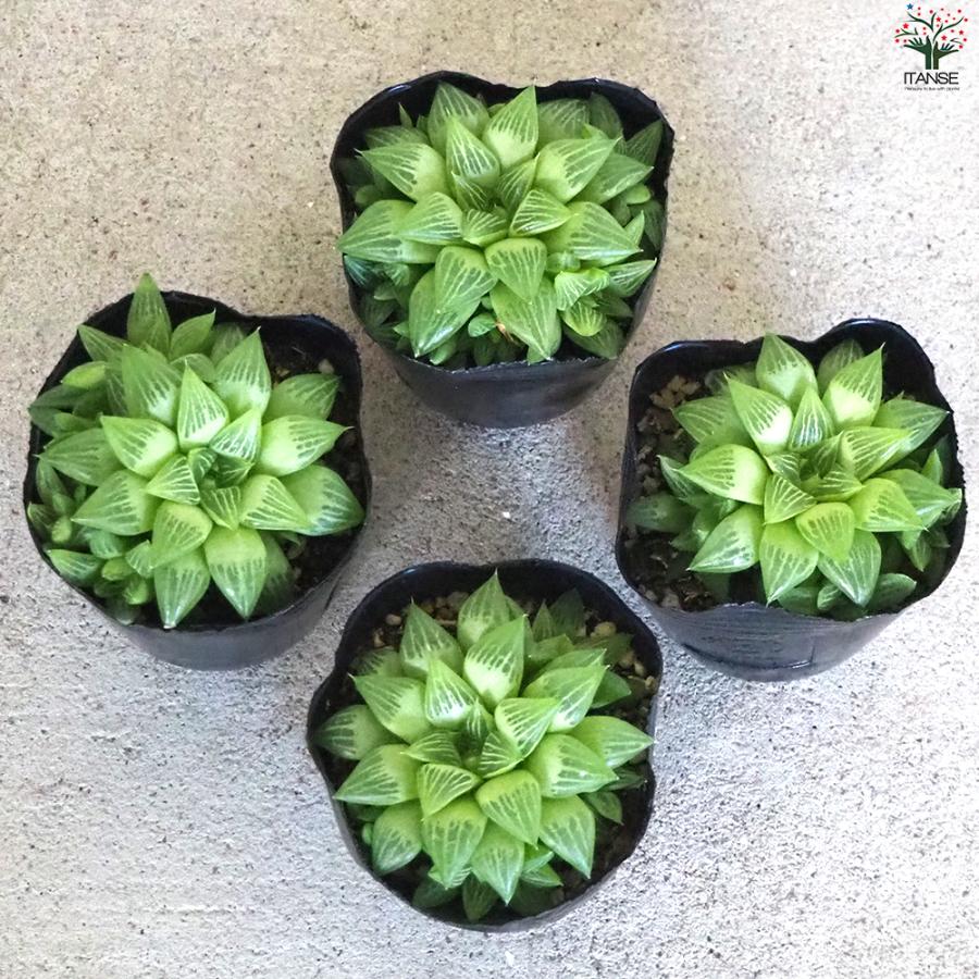 ITANSE ハオルチア トゥルギタ 多肉植物 3号ポット/1個売りインテリア