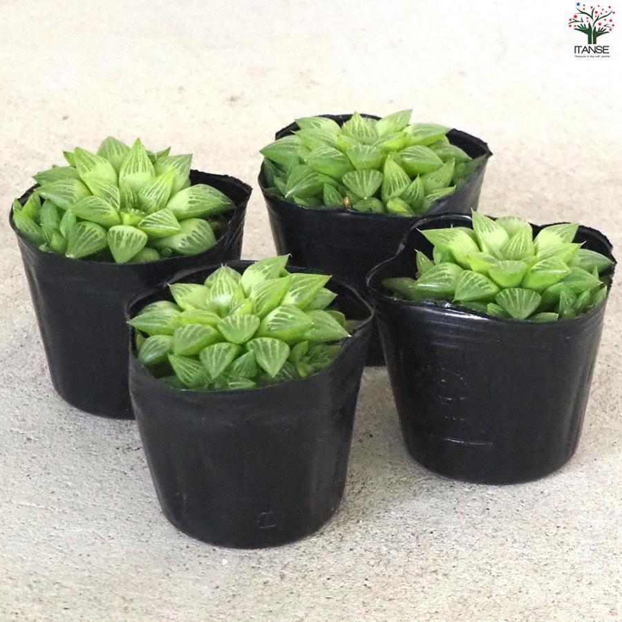 ITANSE ハオルチア トゥルギタ 多肉植物 3号ポット/1個売りインテリア