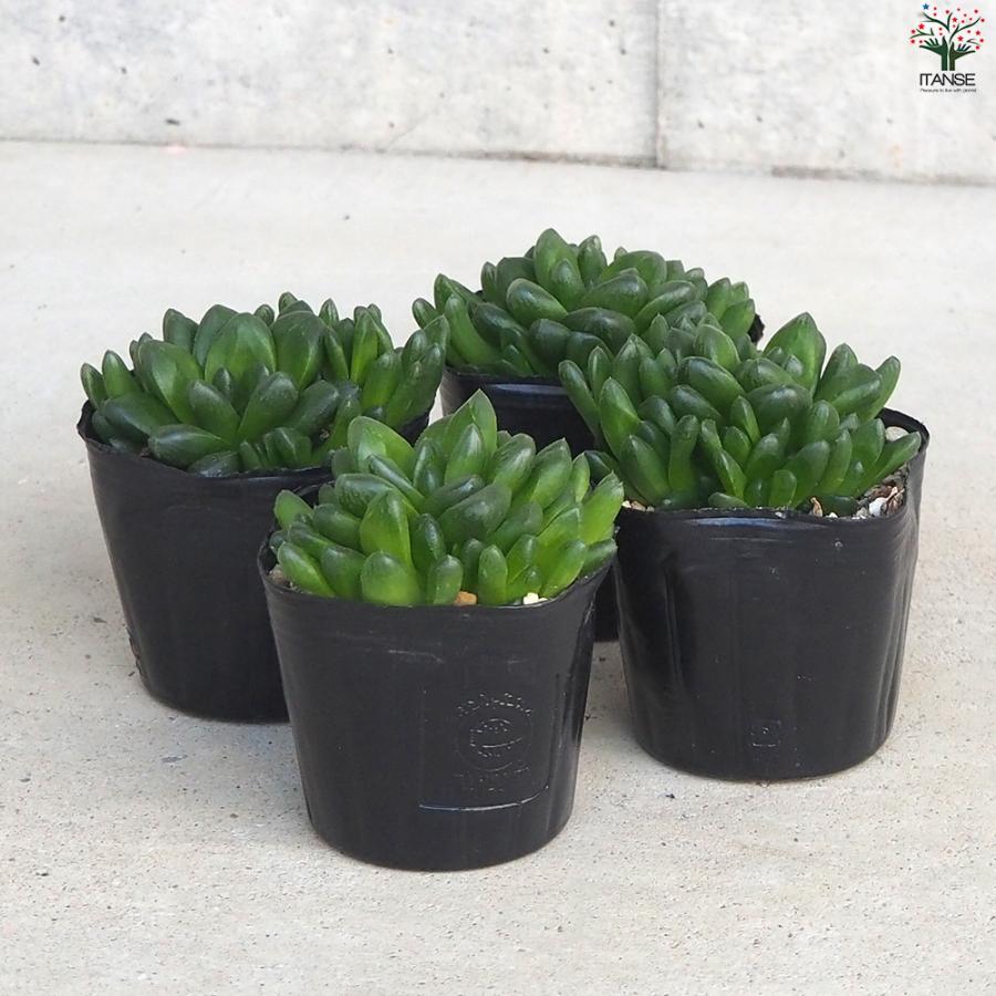 ITANSE ハオルチア トゥルンカータ 多肉植物 3号ポット/1個売り