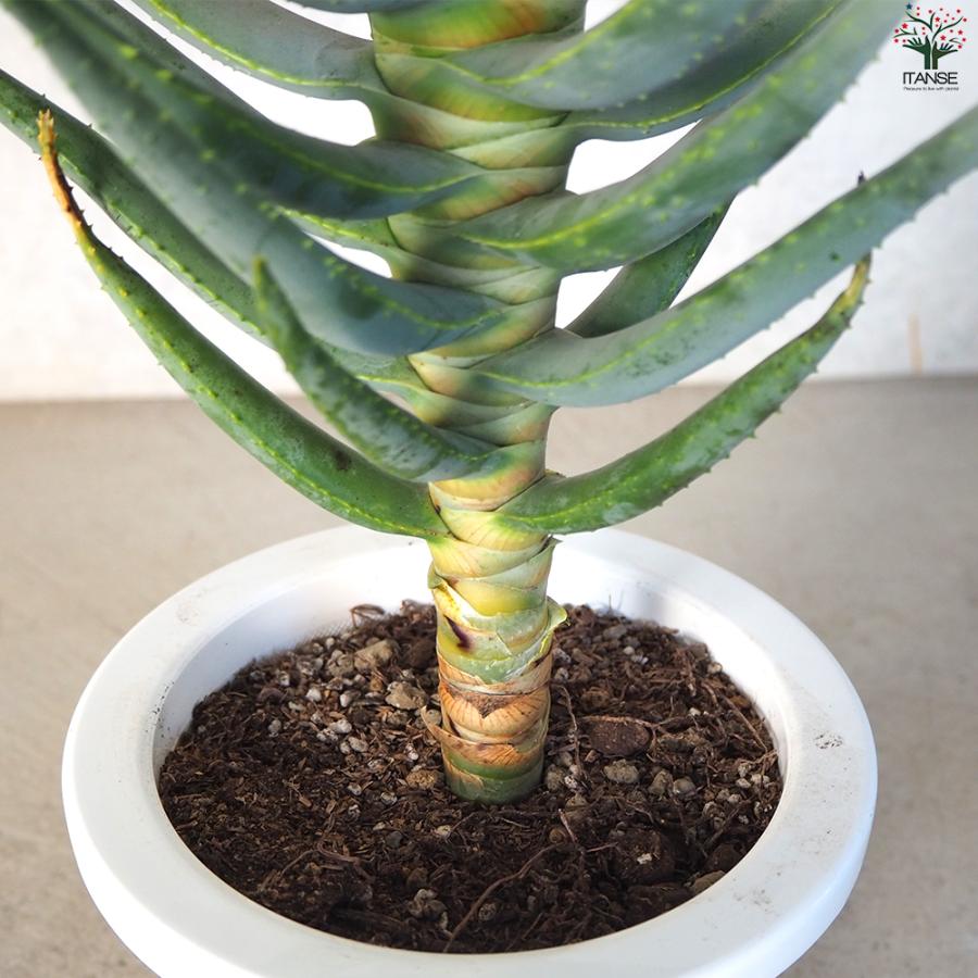 アロエ ディコトマ 多肉植物 6号/1個売り キダチアロエ 木立アロエ