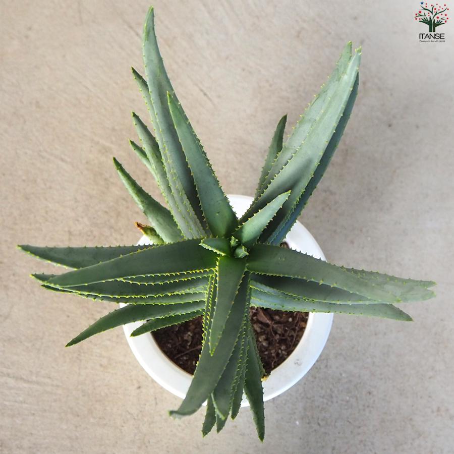 アロエ ディコトマ 多肉植物 6号/1個売り キダチアロエ 木立アロエ