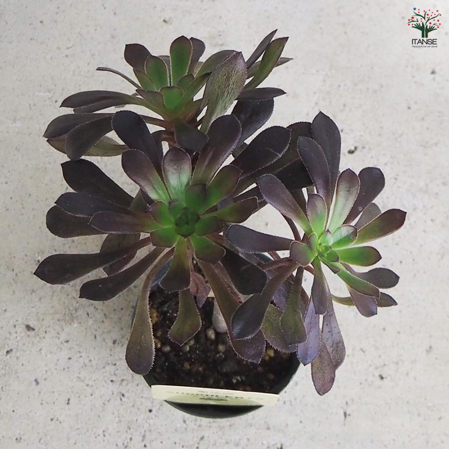 ITANSE 多肉植物 黒法師 2.5号/1個売り 寄せ植え ガーデニング