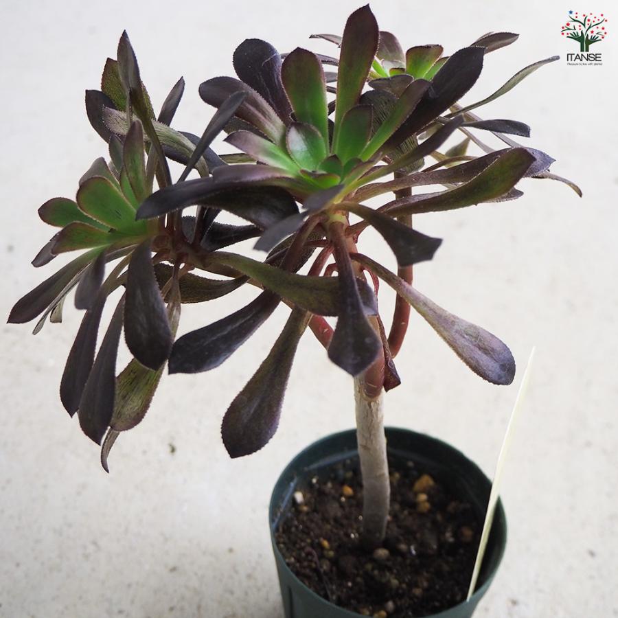 ITANSE 多肉植物 黒法師 2.5号/1個売り 寄せ植え ガーデニング