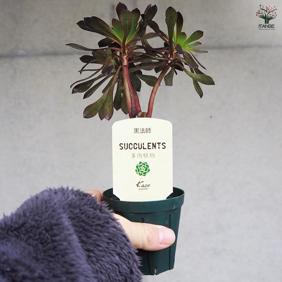 ITANSE 多肉植物 黒法師 2.5号/1個売り 寄せ植え ガーデニング