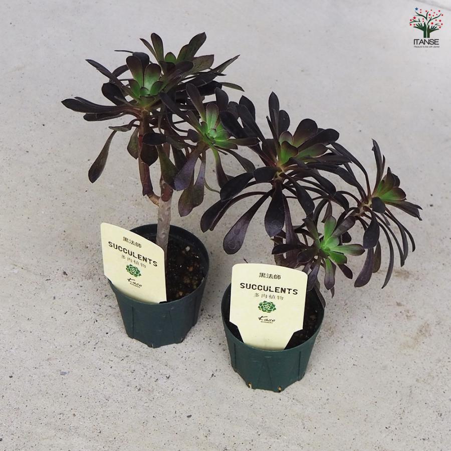 ITANSE 多肉植物 黒法師 2.5号/1個売り 寄せ植え ガーデニング