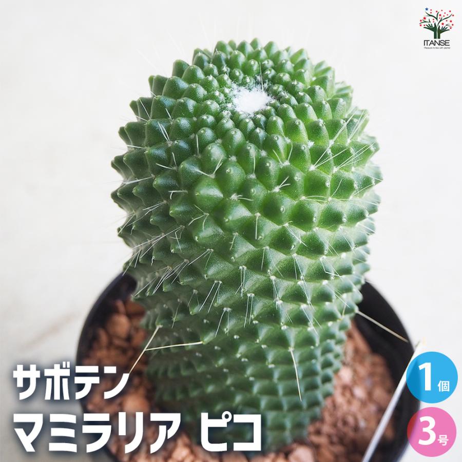 ITANSE サボテン マミラリア ピコ 多肉植物 3号ポット/1個売り