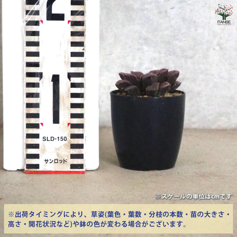 大清乾隆年製 辰砂 花器 花瓶 飾り壺 大振り 時代 古玩 旧家