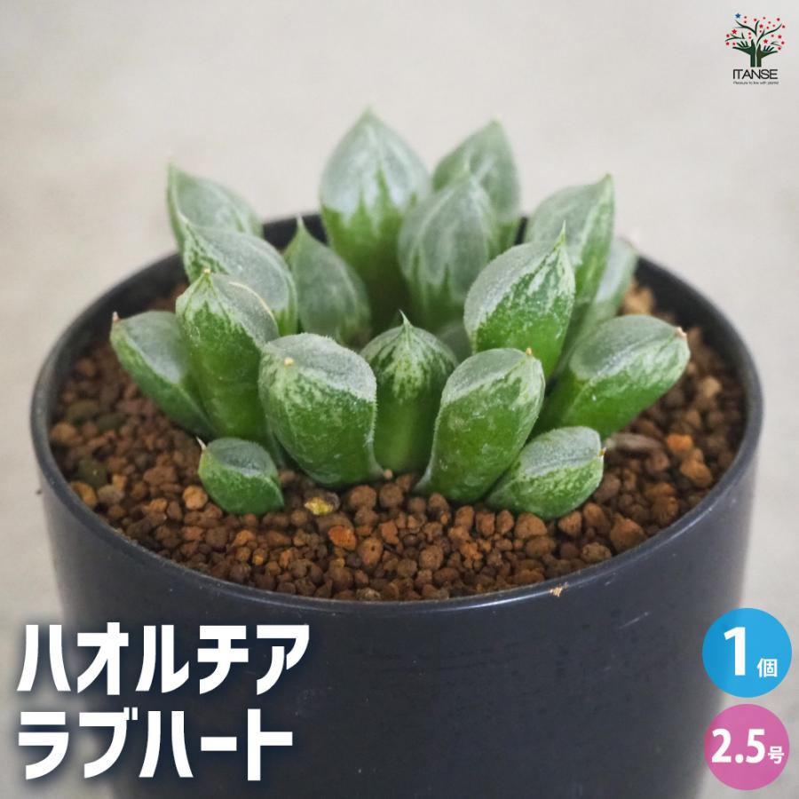 ITANSE ハオルチア(青) ラブハート 多肉植物 2.5号ポット/1個売り
