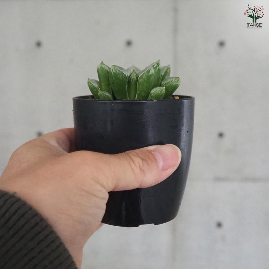 ITANSE ハオルチア(青) ラブハート 多肉植物 2.5号ポット/1個売り