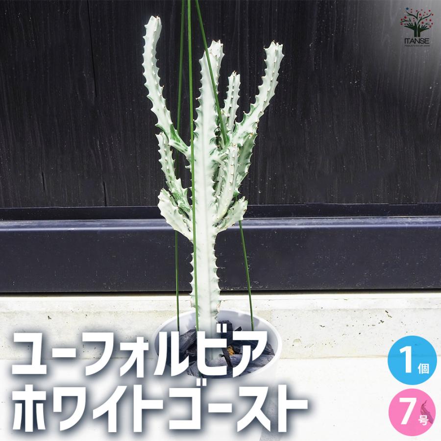 ITANSE 観葉植物 ユーフォルビア ホワイトゴースト 7号鉢/1個売り 事務