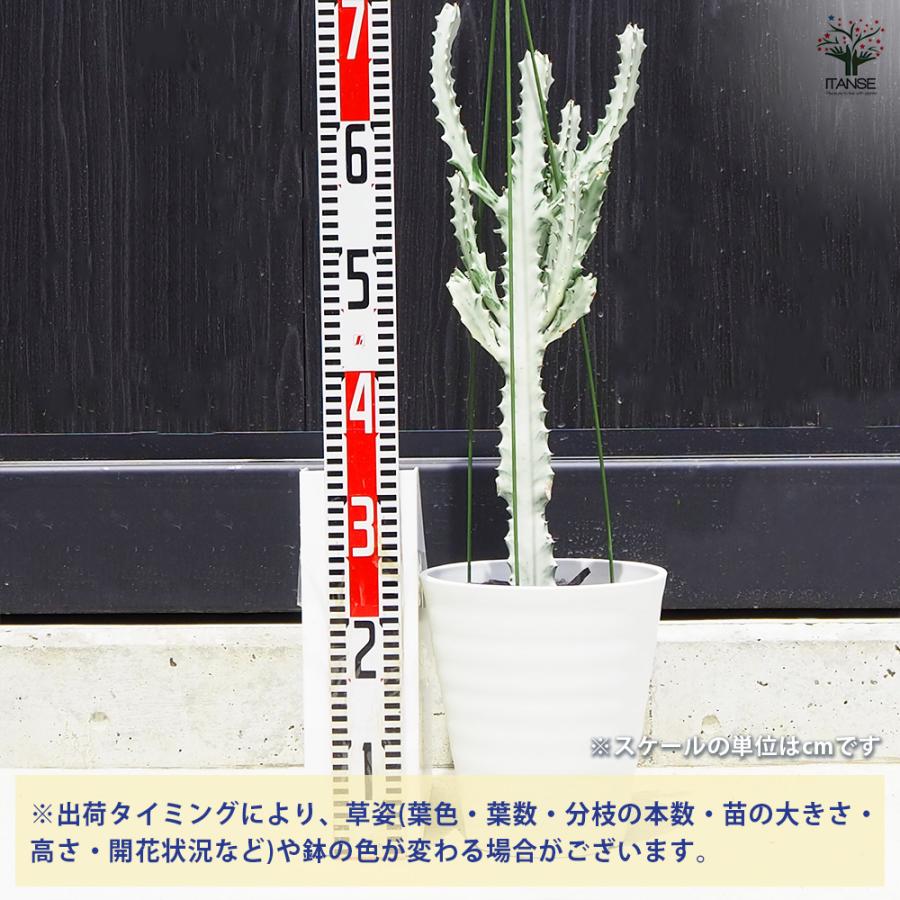 ITANSE 観葉植物 ユーフォルビア ホワイトゴースト 7号鉢/1個売り 事務