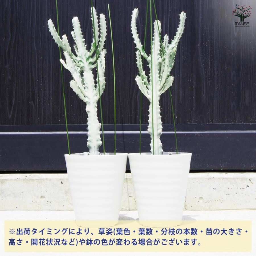 ユーフォルビア　ホワイトゴースト　お売りします！ ユーフォルビア ホワイトゴースト – LAND KNOT PLANTS
