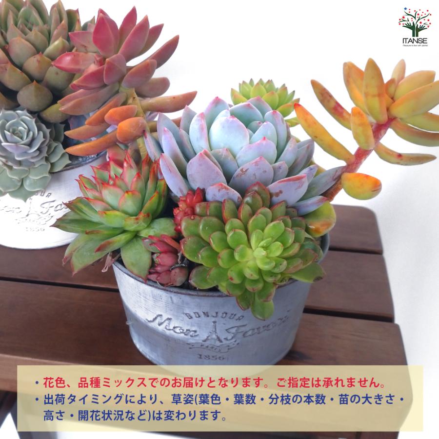ITANSE 多肉寄植 ブリキ鉢 ベージュ 多肉植物 4号鉢/1個売り 寄せ植え