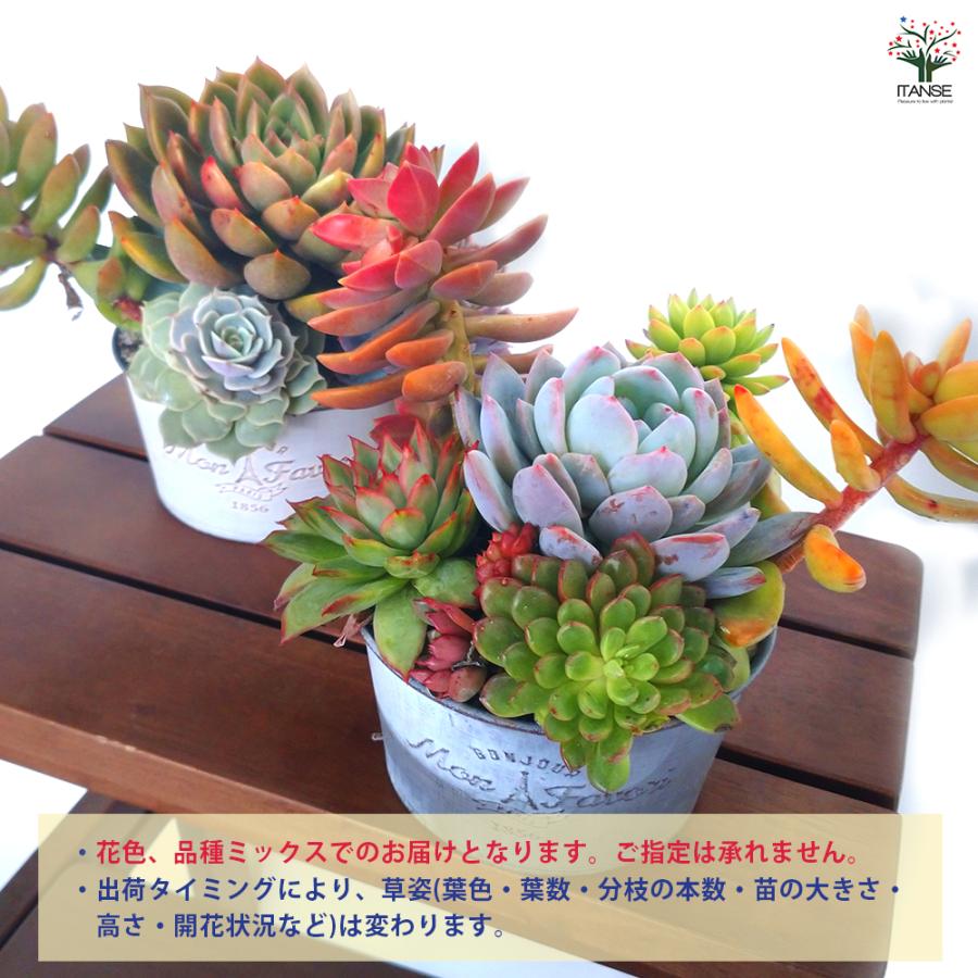 多肉植物 セット 鉢植え*4 多肉植物 寄せ植えセット 初心者さんセットA 寄せ植え セット 鉢 土