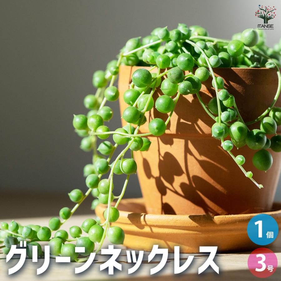 ITANSE 多肉植物 グリーンネックレス 3号ポット/1個売り 寄せ植え
