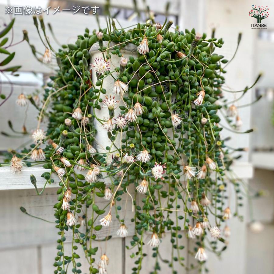 ITANSE 多肉植物 グリーンネックレス 3号ポット/1個売り 寄せ植え