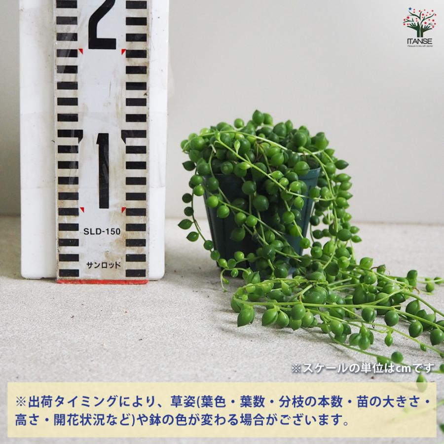 多肉植物 寄せ植え 木箱 ステンシル ロメオhyb グリーンネックレス 多肉植物 寄せ植え 木箱 ステンシル ロメオhyb グリーンネックレス