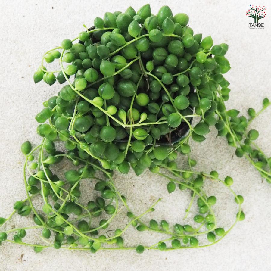ITANSE 多肉植物 グリーンネックレス 3号ポット/1個売り 寄せ植え