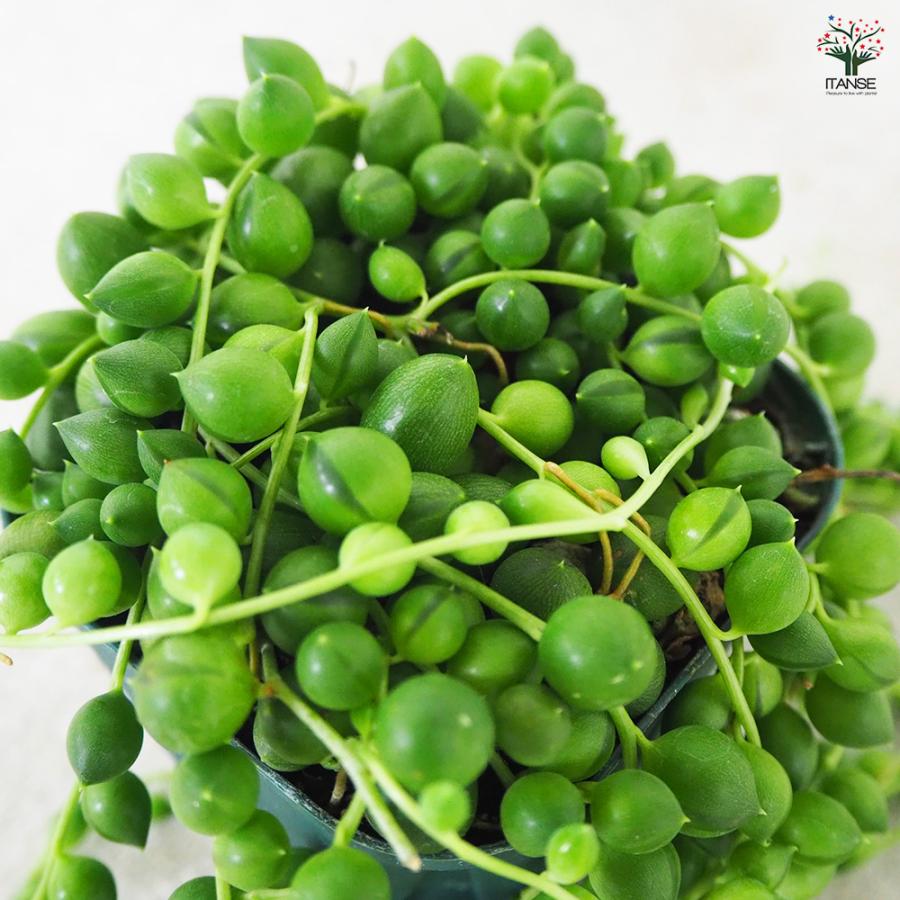 ITANSE 多肉植物 グリーンネックレス 3号ポット/1個売り 寄せ植え