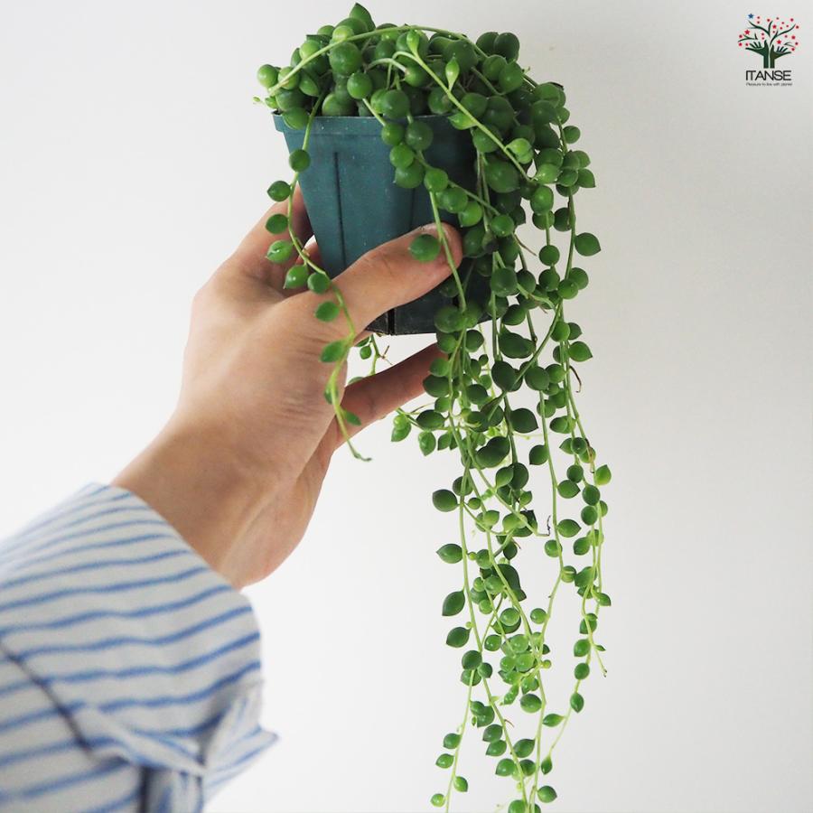 ITANSE 多肉植物 グリーンネックレス 3号ポット/1個売り 寄せ植え