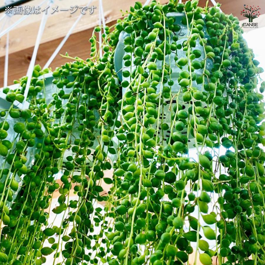 ITANSE 多肉植物 グリーンネックレス 3号ポット/1個売り 寄せ植え
