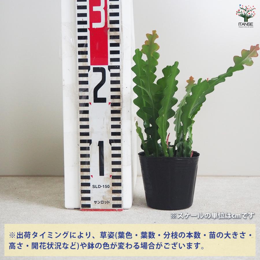 ITANSE エピフィラム アングリガー 多肉植物 3号ポット/1個売り 多肉