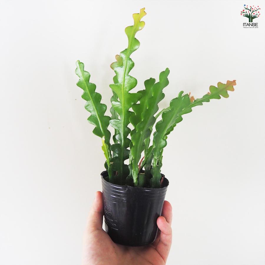 ITANSE エピフィラム アングリガー 多肉植物 3号ポット/1個売り 多肉
