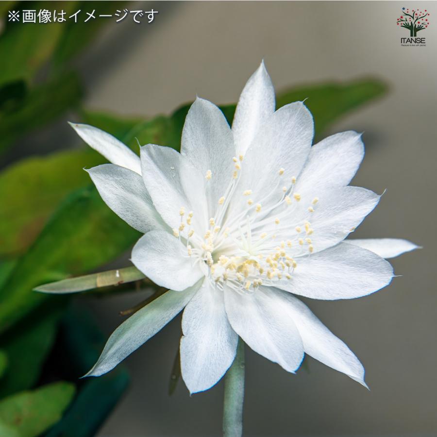 アレクサンドルエピタフ シークレット 4枚 ITANSE エピフィラム アングリガー 多肉植物 3号ポット/1個売り 多肉