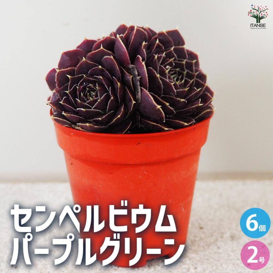 ITANSE センペルビウム パープルグリーン 多肉植物 2号鉢/お買い得6個 