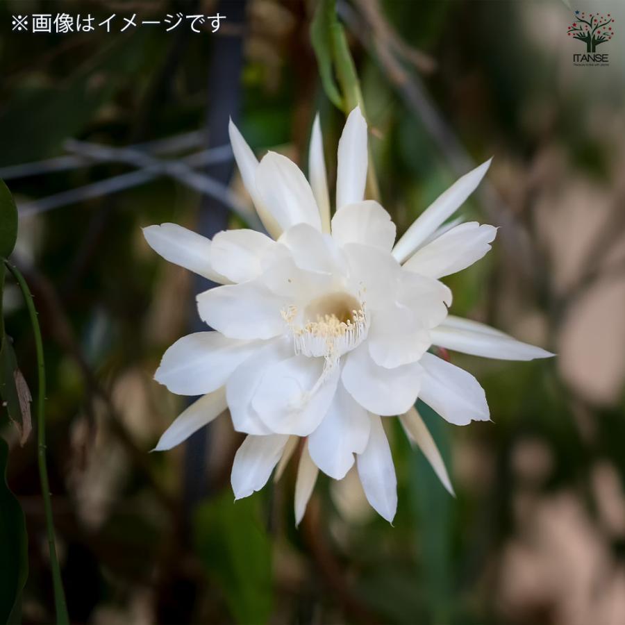 ITANSE 月下美人 多肉植物 6号鉢/1個売り 多肉 サボテン 観葉植物