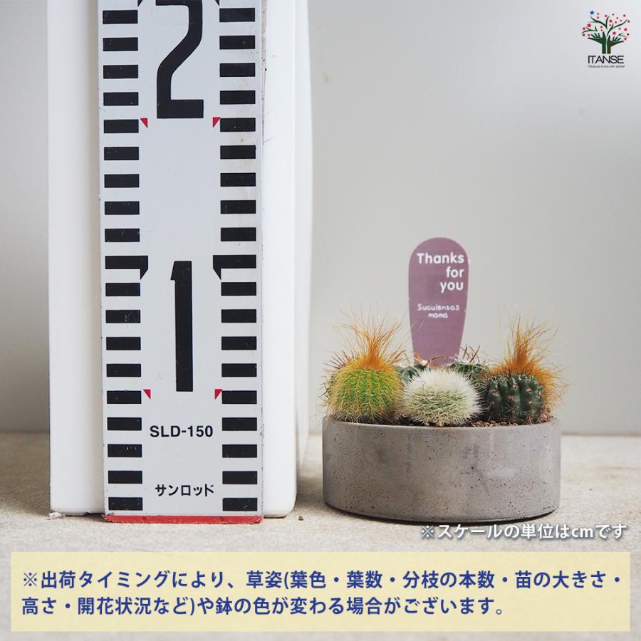 ITANSE 多肉寄せ植え サキュレントリース 多肉植物 3号リース鉢/1個