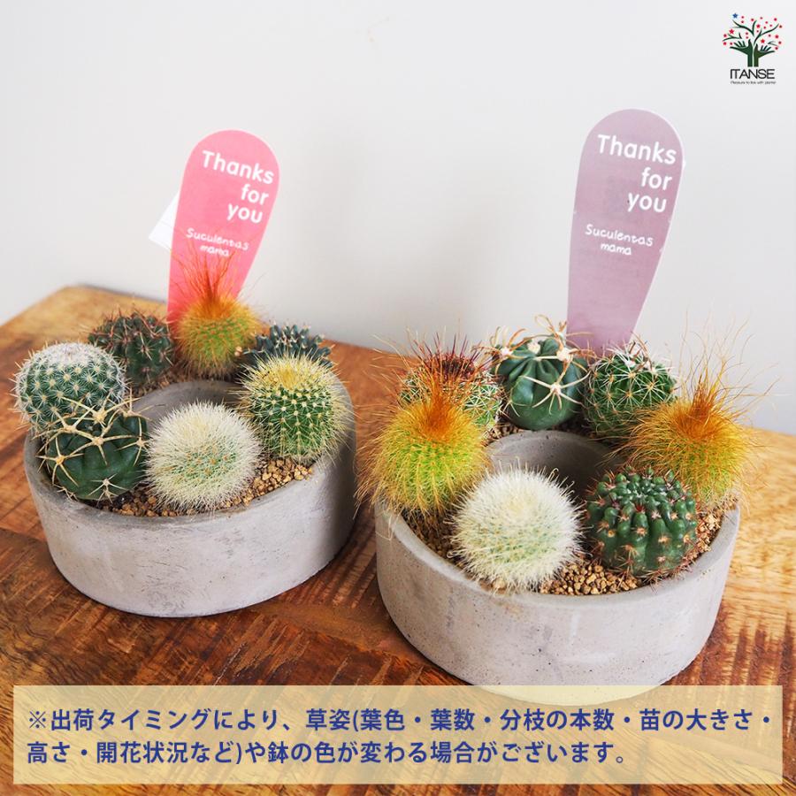 ITANSE 多肉寄せ植え サキュレントリース 多肉植物 3号リース鉢/1個