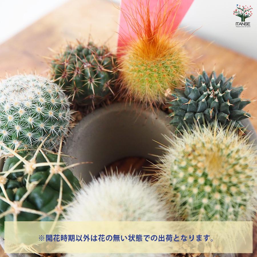 寄せ植え　多肉植物　寄せ植え　リース　p c9f75fe6f8e15c84fe8472dce63101