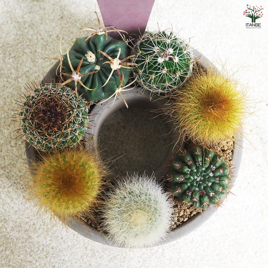 ITANSE 多肉寄せ植え サキュレントリース 多肉植物 3号リース鉢/1個