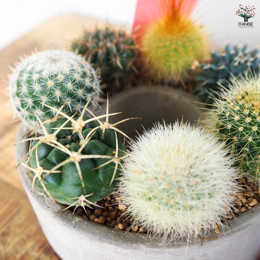 確認用　多肉リース ITANSE 多肉寄せ植え サキュレントリース 多肉植物 3号リース鉢/1個
