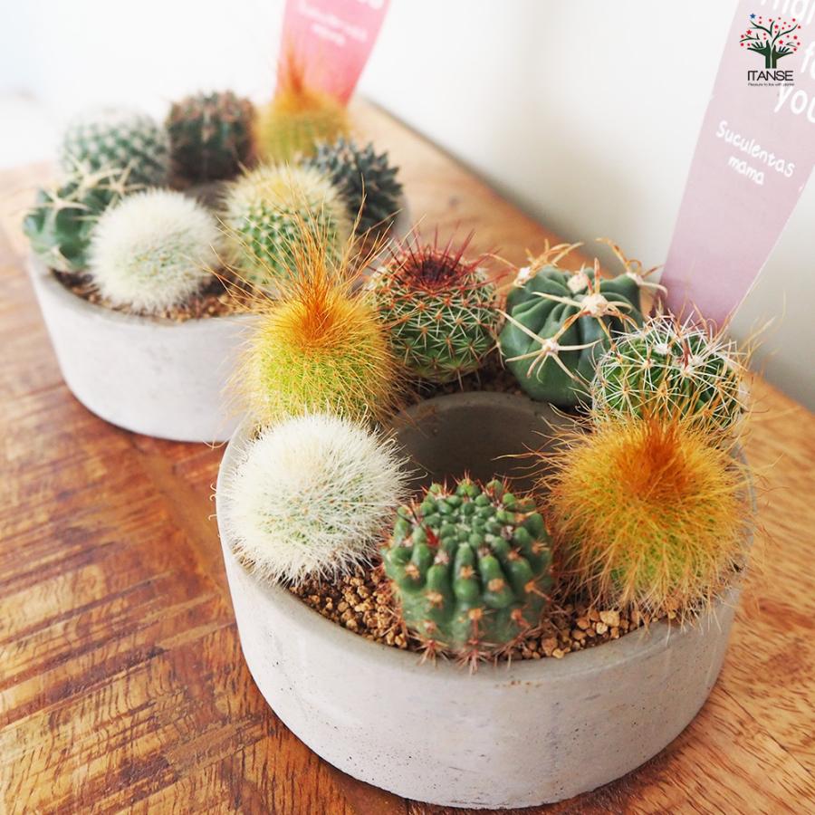 ITANSE 多肉寄せ植え サキュレントリース 多肉植物 3号リース鉢/1個