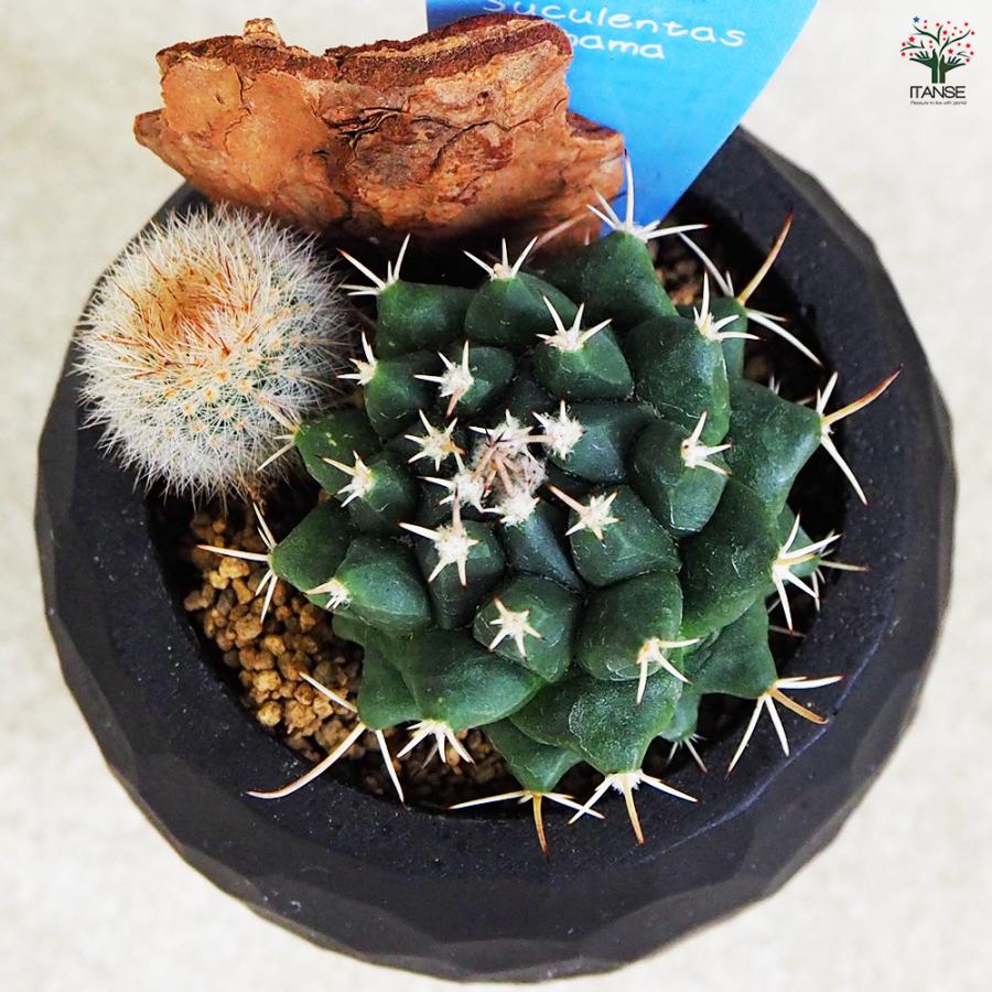 多肉セットd セット販売日、決めました | コキリノSucculents Life