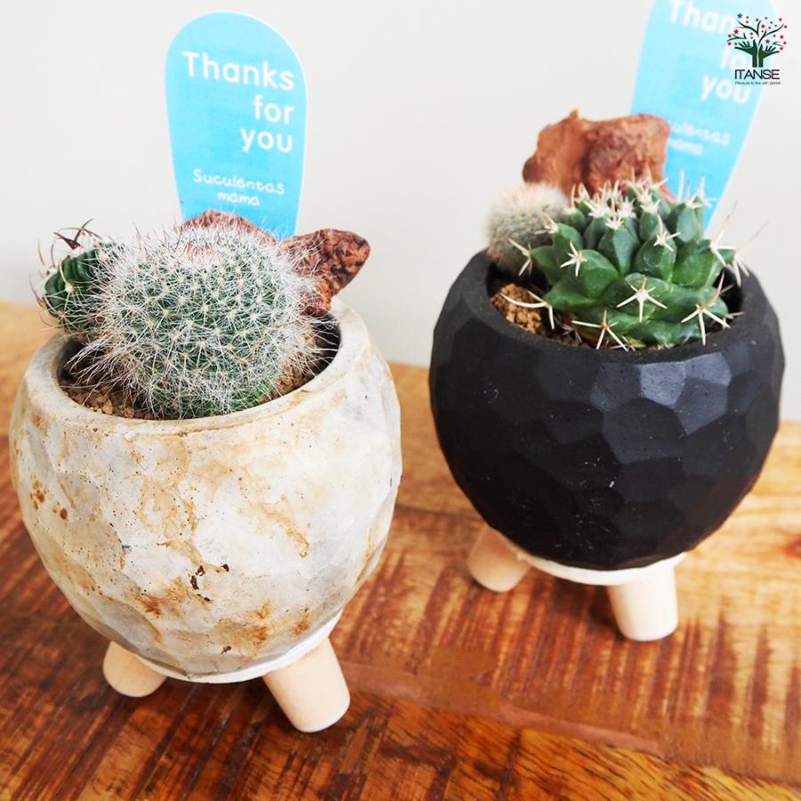 ITANSE 多肉寄せ植え サボテン【黒鉢】 多肉植物 2.5号鉢/1個売り 寄せ
