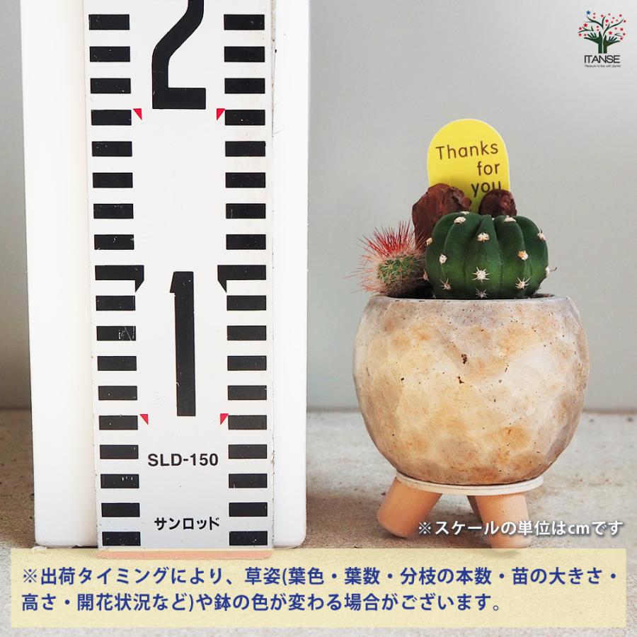 ITANSE 多肉寄せ植え サボテン【白鉢】 多肉植物 2.5号鉢/1個売り 寄せ