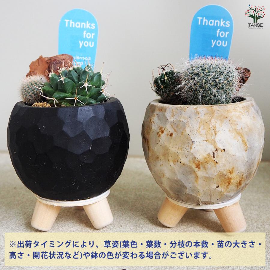 ITANSE 多肉寄せ植え サボテン【白鉢】 多肉植物 2.5号鉢/1個 ITANSE 多肉寄せ植え サボテン【白鉢】 多肉植物 2.5号鉢/1個