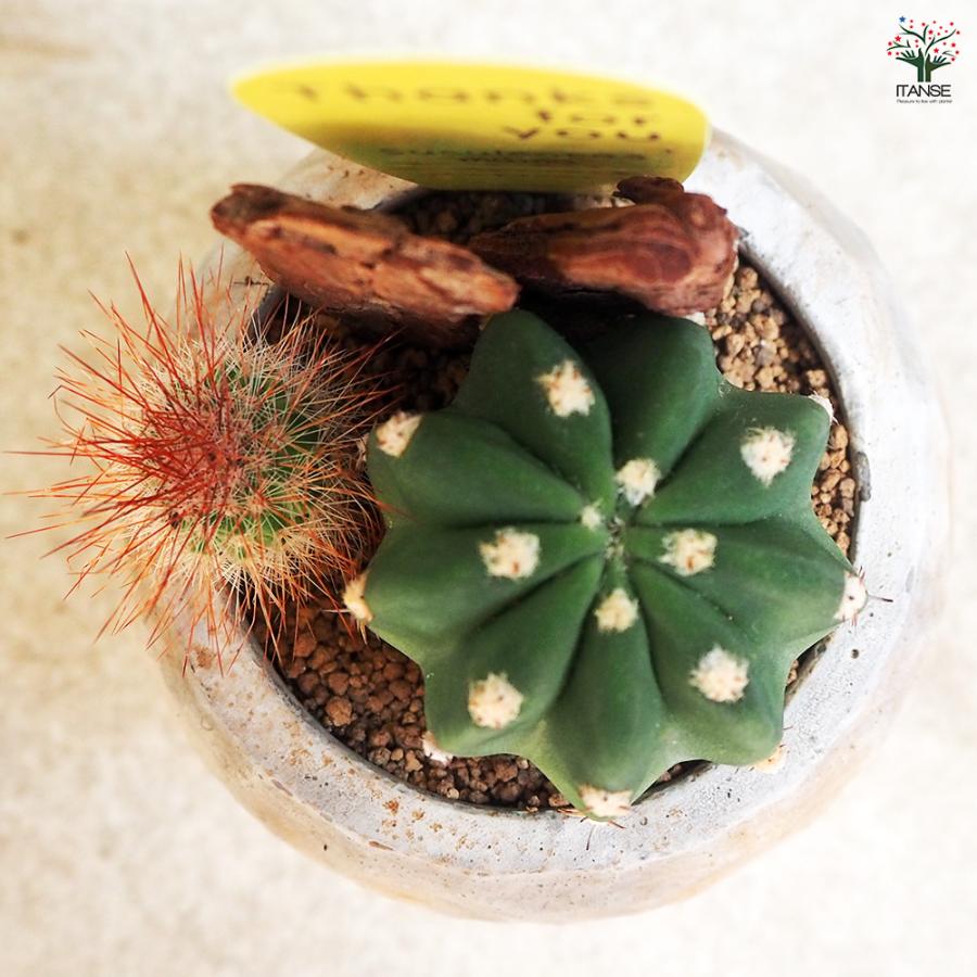 ITANSE 多肉寄せ植え サボテン【白鉢】 多肉植物 2.5号鉢/1個売り 寄せ