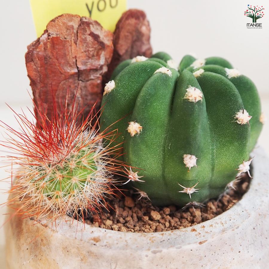 ITANSE 多肉寄せ植え サボテン【白鉢】 多肉植物 2.5号鉢/1個売り 寄せ