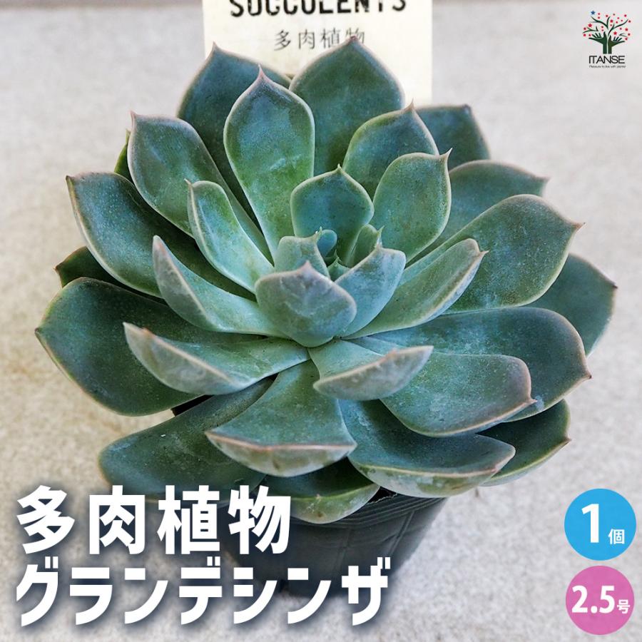 ITANSE 多肉植物 グランデシンザ 2.5号ポット/1個売り 寄せ植え