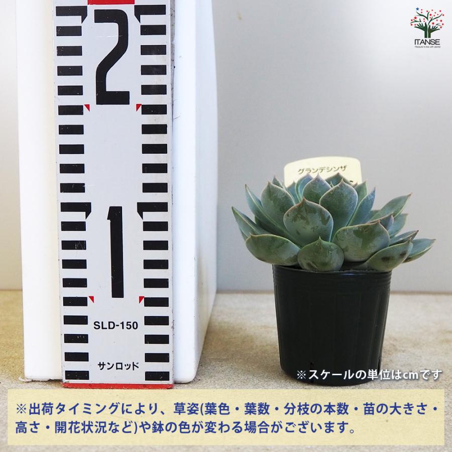 ITANSE 多肉植物 グランデシンザ 2.5号ポット/1個売り 寄せ植え