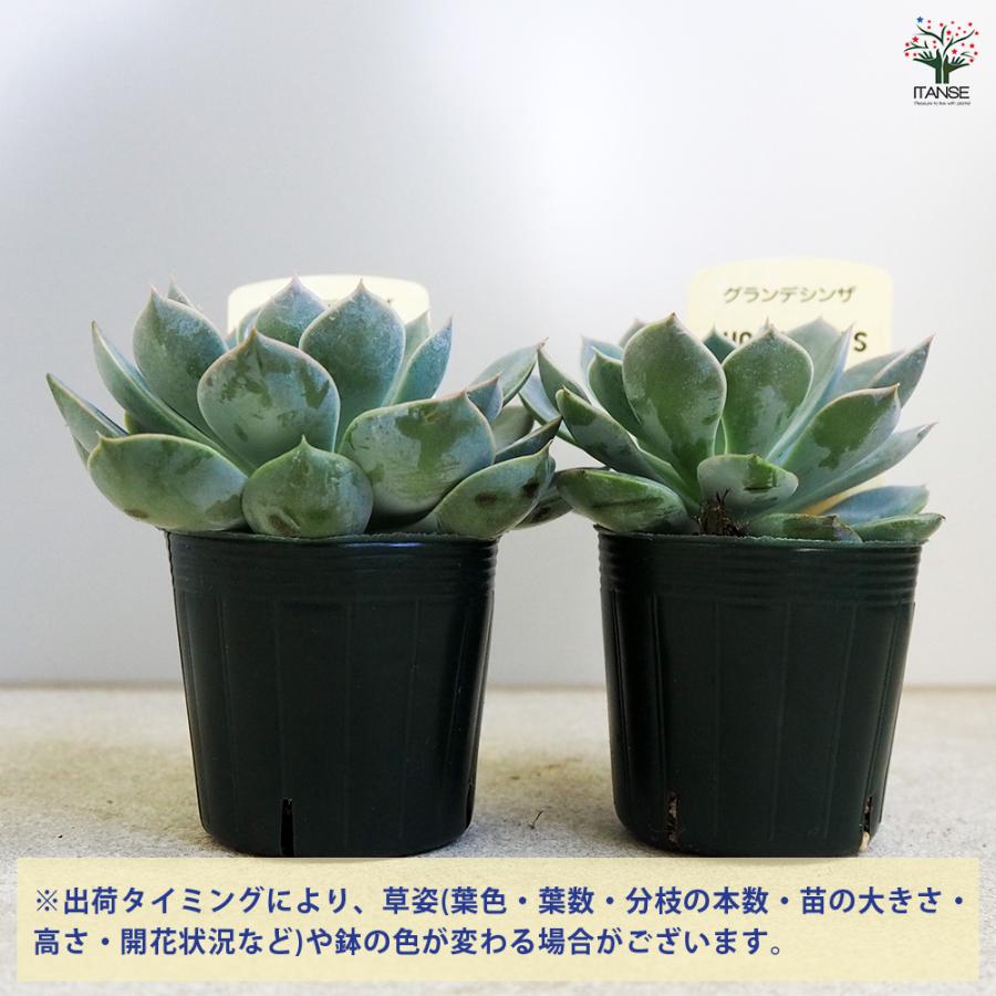 ITANSE 多肉植物 グランデシンザ 2.5号ポット/1個売り 寄せ植え