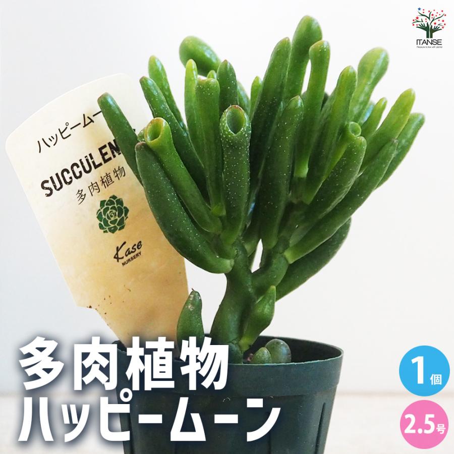 ITANSE 多肉植物 ハッピームーン 2.5号鉢/1個売り 寄せ植え